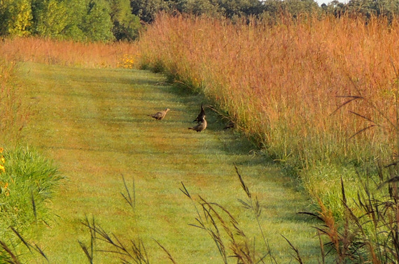 Pheasants on a prairie trail. Prairie grasses showing fall colors.