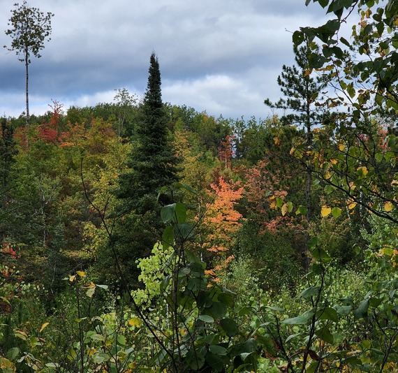 A dense forest with a mix of evergreens and deciduous trees changing for fall.