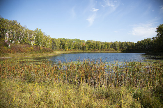 A forest in the midst of turning to fall colors, with a pond in the foreground.