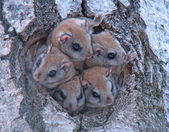 Five flying squirrels huddled in a hole in a tree, their heads sticking out.