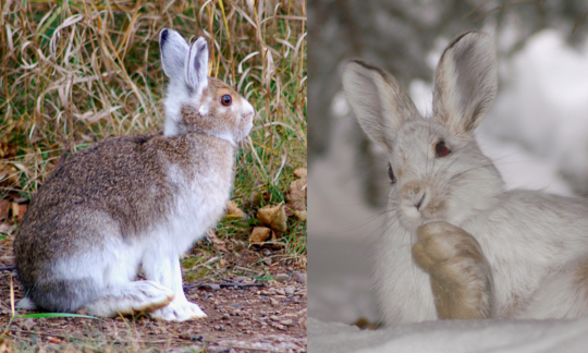 Two images of a snowshoe hare, in the fall before the fur changes white, and in winter with white fur.