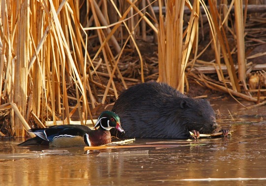 Beaver seen in water by mallard, gold colored tall reeds behind them.