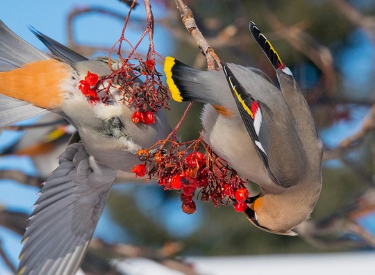 A couple of waxwing birds eating bright red fruit.