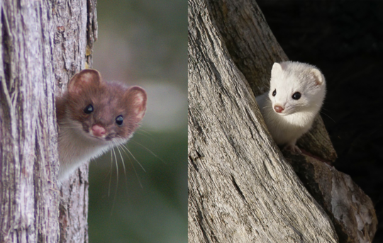 Side-by-side images of weasels peaking from tree holes, one is brown, the other one white.