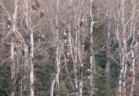 Multiple bald eagles perched on bare trees.