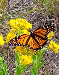 Monarch butterfly on goldenrod.