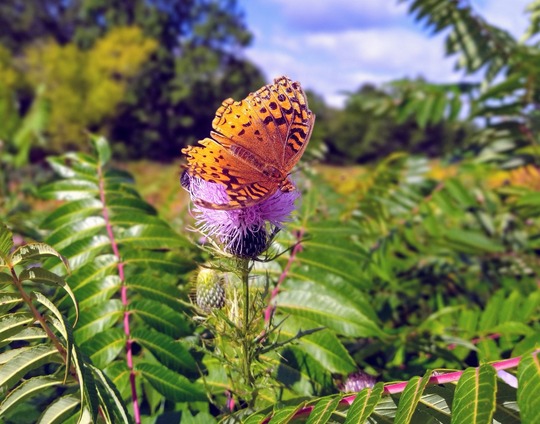 An orange butterfly with black spots on purple flowers in a prairie.