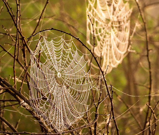 Spider webs on bare branches.