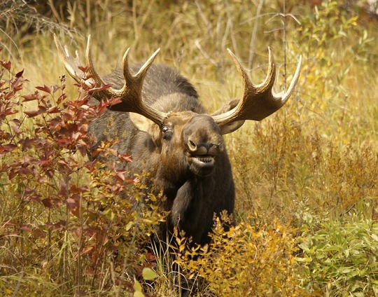 Moose seen in the midst of fall grasses and bushes.