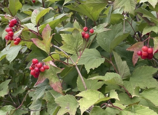 Red highbush cranberries on bush with green leaves.