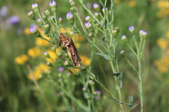 A grasshopper clasped to a blade of grass