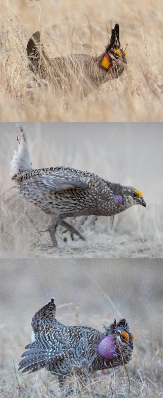 three photos, top to bottom a prairie chicken, sharp-tailed grouse and a hybrid