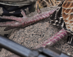 up close on a harvested turkey's spurs and legs and a shotgun