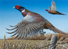 A painting of a pheasant