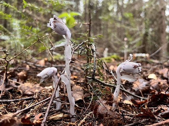 Close-up shot of three ghost plants, surrounded by fallen brown leaves.