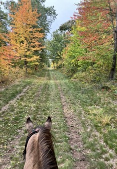 Horse head seen from rider's perspective, on a natural surfaced trail with a mix of green trees and a few trees showing fall colors.