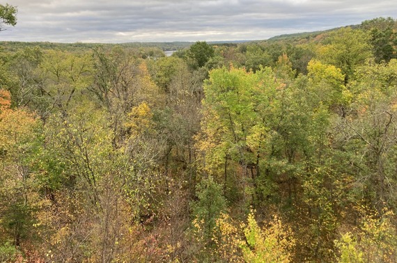 View of a forest with a mix of green and yellow foliage from a high point. A river can be seen in the distance.