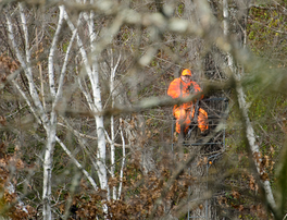 a hunter in blaze orange in a tree stand as seen through tree branches from a distance