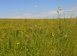 a wildlife management area with grass and sunshine