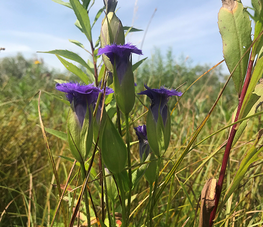 a wildflower in tall grass