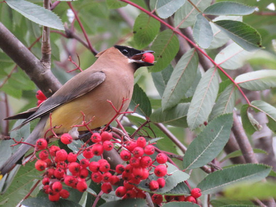 Cedar Waxwing