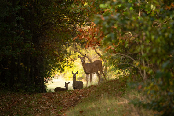 Deer are spotted along a trail at Wild River State Park