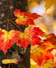 Close-up of maple tree leaves in fall, with tree trunk in the background.