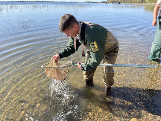 A man in a DNR uniform drops small fish into a lake with a net
