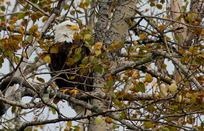 bald eagle in fall foliage 