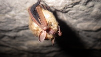 a closeup of a bat hanging down from a cave ceiling