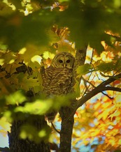 a barred owl perched in fall foliage 