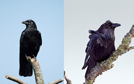 a crow on the left a raven on the right 