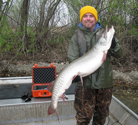 DNR fisheries staff holding a large muskie during sampling