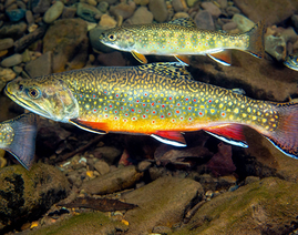 brook trout, underwater photo