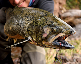 up close on a salmon