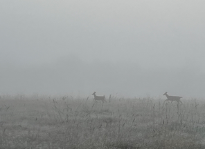 two deer in the grass in dense fog