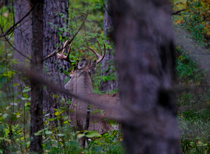 a buck in the forest