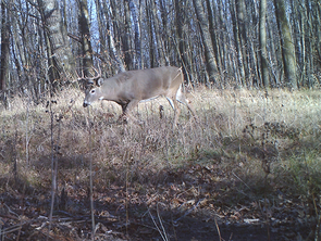 a buck walking in a clearing