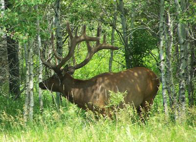 a bull elk in the trees