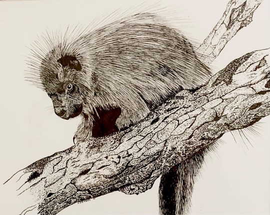 Art of a porcupine on a tree branch, made with ink.
