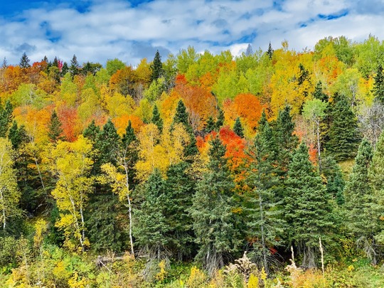 Woods with a mix of deciduous and evergreen trees, some bright orange and yellow, others bright and dark green, on a clear fall day.