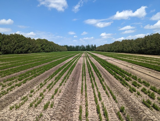 A row of green seedlings in a field