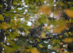 a ruffed grouse in a tree