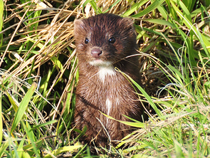 a mink