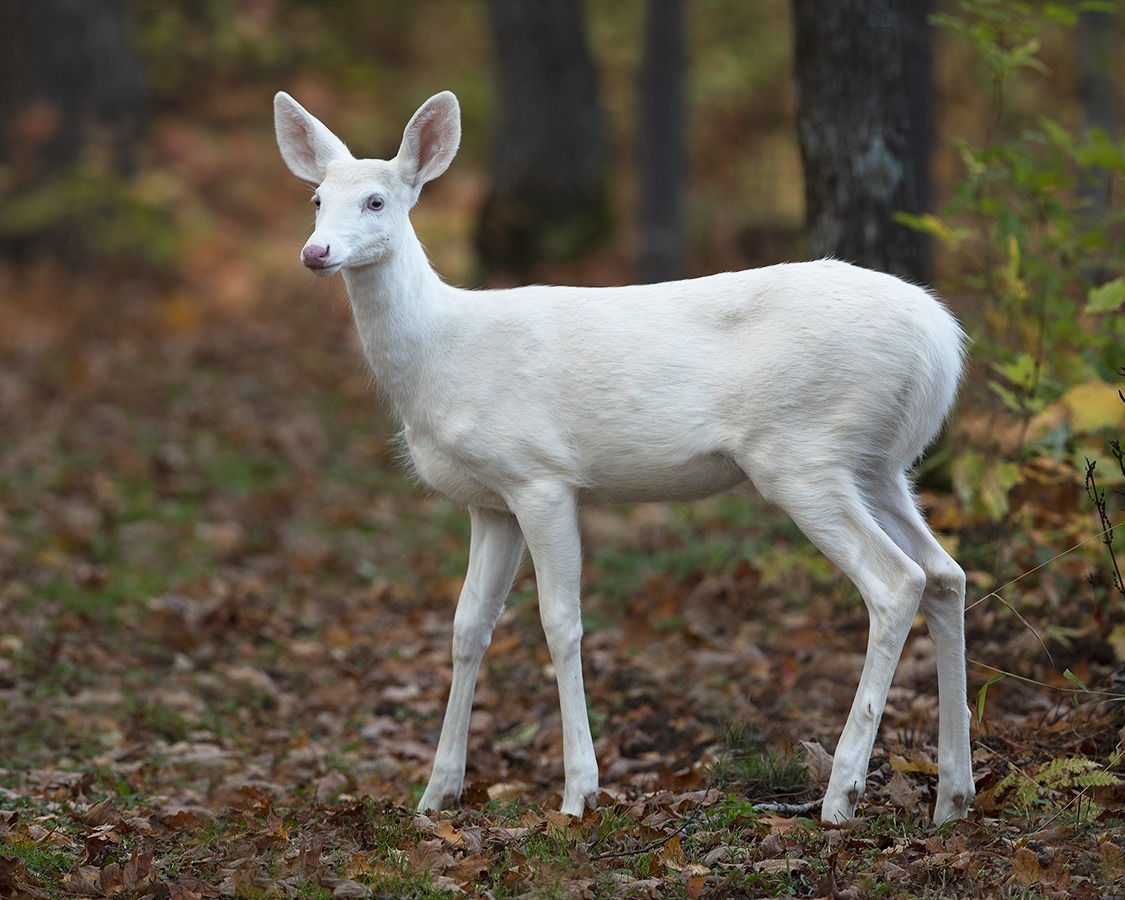 Albino deer in the woods.