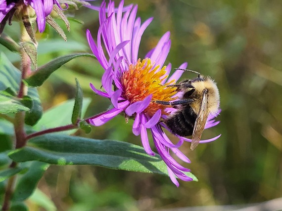 Pollinator on purple wildflower.