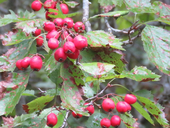 Hawthorn fruits.