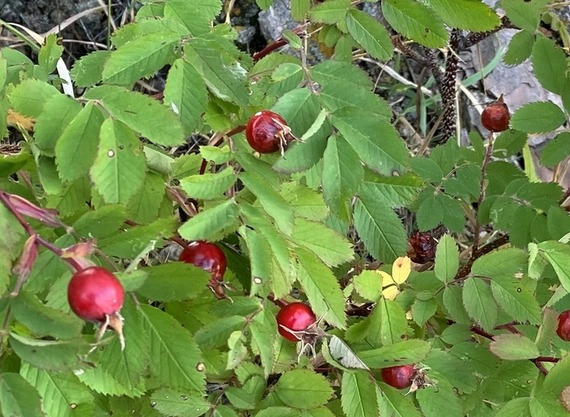 Rose hips.