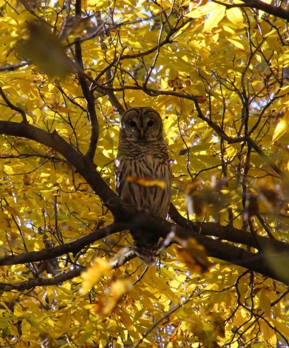 Owl perched on a tree with yellow leaves.