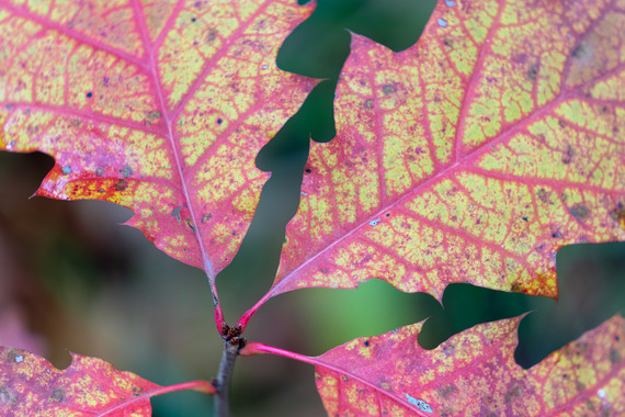 Close-up shot of red oak leaves.